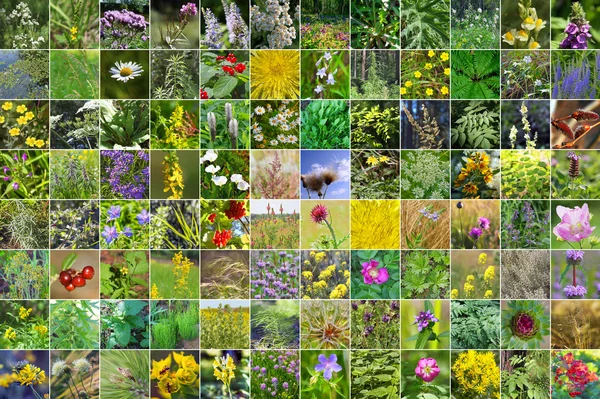 Collage Square Photos Wild Growing Herbs Growing Territory Siberia Russia — Stock Photo, Image