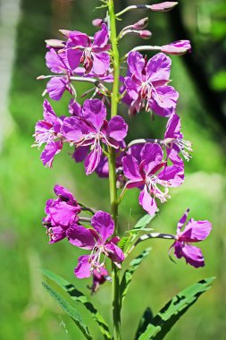 Chamerion angustifolium vahşi büyüyen bitki Sibirya