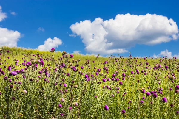 Carduus nutans florece en un prado — Foto de Stock