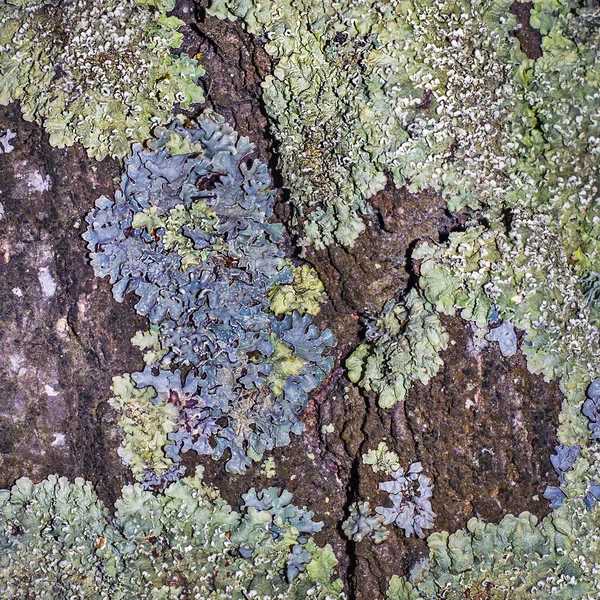 Growing Lichen Bark Live Tree Birch — Stock Photo, Image