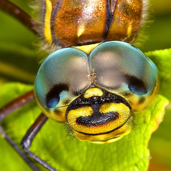 Cabeça de uma libélula em grande parte — Fotografia de Stock