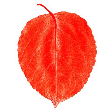 ağaç kırmızı yaprak