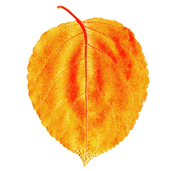 Es ist gelb ein orangefarbenes Blatt eines Baumes — Stockfoto