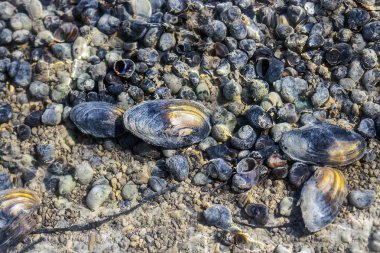 Alt kısmında bir akışı canlı ve kayıp Sibirya yumuşakçalar