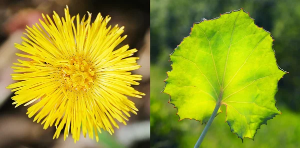 허브 어머니와 시어머니 (Tussilago) — 스톡 사진