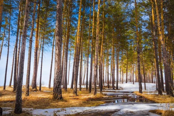 Sibéria Mês Abril Derrete Última Neve Floresta Pinheiros — Fotografia de Stock