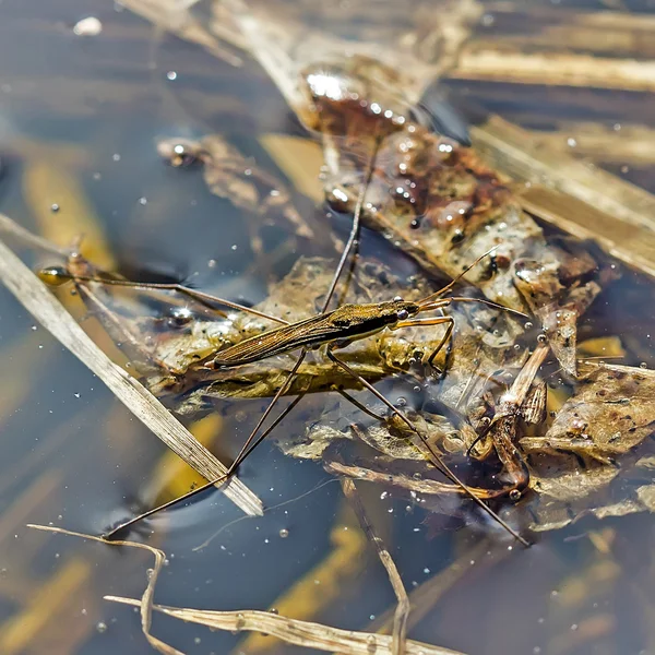 Vodomerk のバグ池 (ラテン Gerris lacustris) — ストック写真