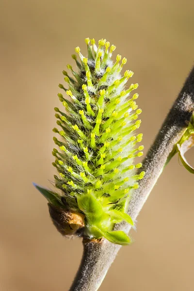 Willow acutifoliate (Salix acutifolia) — Stock Photo, Image