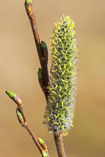 Acutifoliate ιτιά (Salix acutifolia) — Φωτογραφία Αρχείου