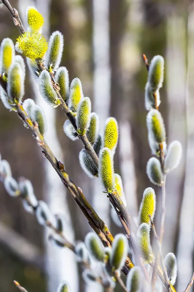 Willow goat (Latin Salix caprea L.) — Stock Photo, Image