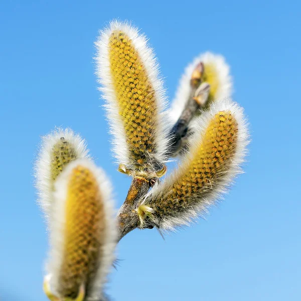 Willow goat (Latin Salix caprea L.) — Stock Photo, Image