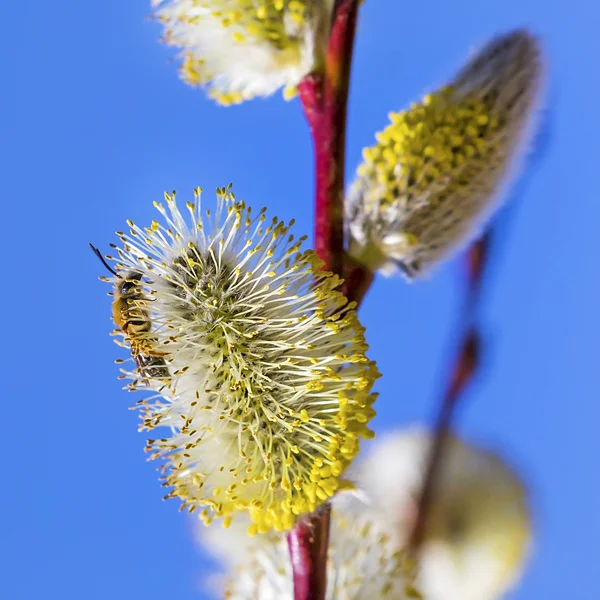 Willow get (Latin Salix caprea L.) — Stockfoto