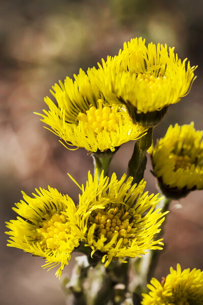 Herb Mother and stepmother (Latin Tussilago)