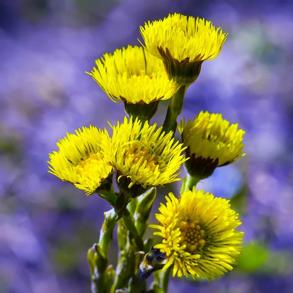 Erba Madre e matrigna (latino Tussilago ) — Foto Stock