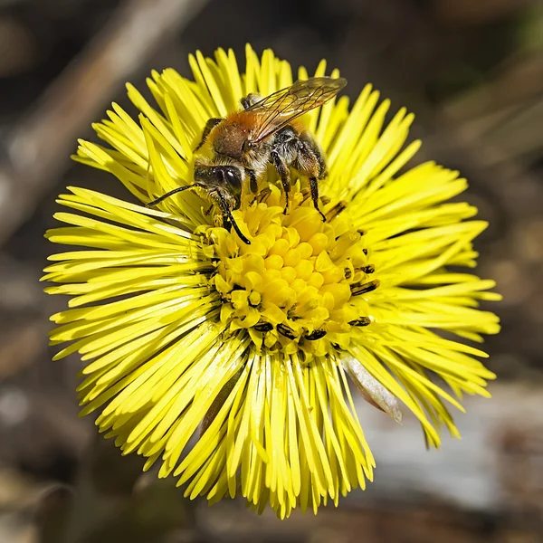 ハーブの母と継母 (ラテン語 Tussilago) — ストック写真