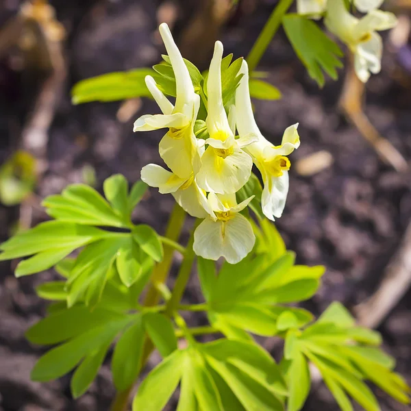 Pássaro-de-crista pritsvetnikovy (do latim Corydalis bracteata (Stephan) de Pers.) — Fotografia de Stock