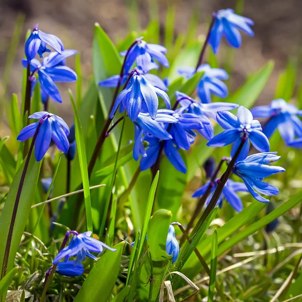 Polanie syberyjski (siberica Łacińska Scilla) — Zdjęcie stockowe