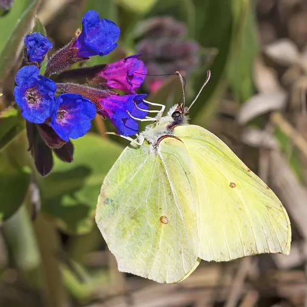 Jour papillon de Limonnits (Gonepteryx latin ) — Photo