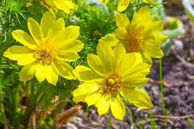 Adonis bahar (Adonis vernalis). Çiçekli bitkiler grubu