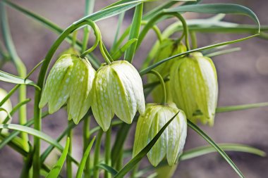Hazel Orman Tavuğu satranç (Latince Fritillaria destek)