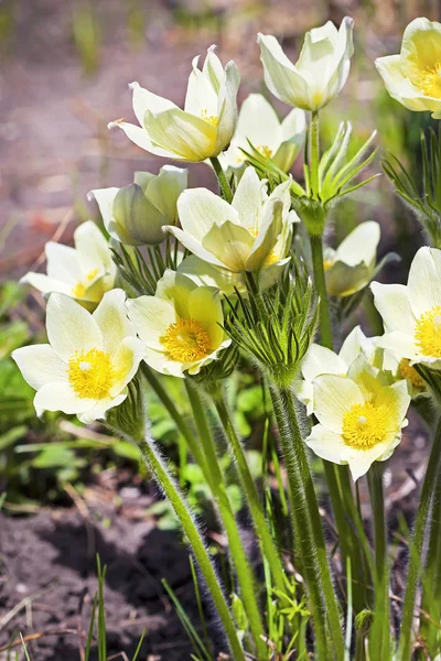 The lumbago opened or dream grass (Latin Pulsatílla patens). The blossoming bush — Zdjęcie stockowe