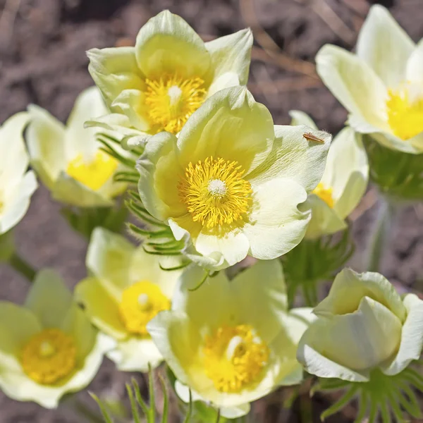 The lumbago opened or dream grass (Latin Pulsatílla patens). The blossoming bush — 스톡 사진