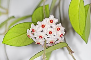 Kıvrık bush bir çiçek (Latince Hoya carnosa ile)