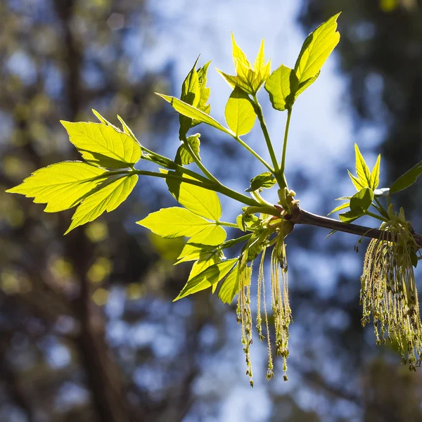 Maple yasenelistny or maple American (Latin Acer negundo). Blossoming period — Stock Photo, Image