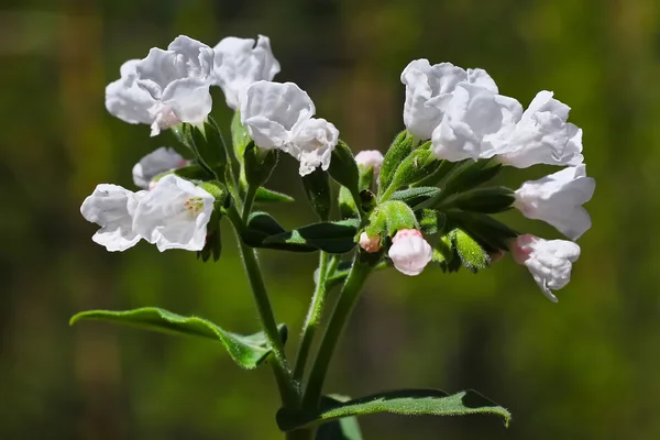 Medunits herb (Latin Pulmonaria mollis) — Stock Photo, Image