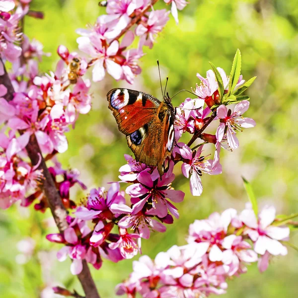 Olho de pavão borboleta (latim Inachis io ) — Fotografia de Stock