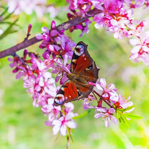 Olho de pavão borboleta (latim Inachis io ) — Fotografia de Stock