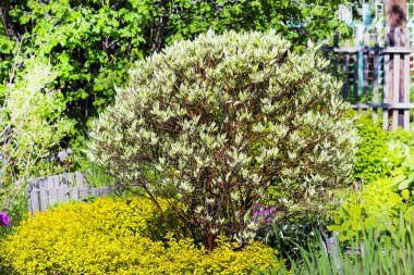Ornamental shrub Derain Cornus alba white clipart
