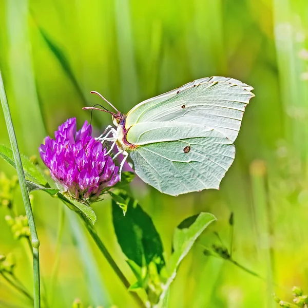 Borboleta de dia de Limonnits (Gonepteryx latino ) — Fotografia de Stock