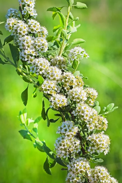 Zveroboelistnaya Spirea (Spiraea hypericifolia) — Stock Photo, Image