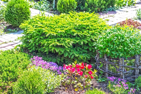 Arbustes Ornementaux Dans Enregistrement Jardin Flore Rustique Hiver Sibérie — Photo