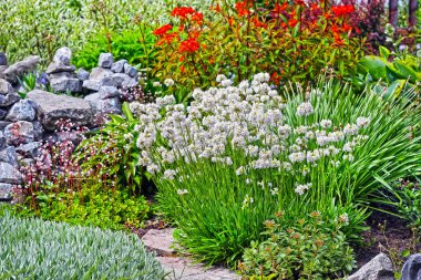 Sibirya'da kışlama koşulları çok yıllık süs çiçek yatağı bitkilerin