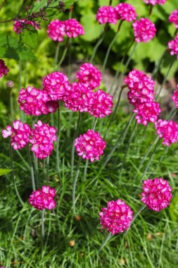 Armiria seaside (Armiria maritima, Plumbaginaceae)