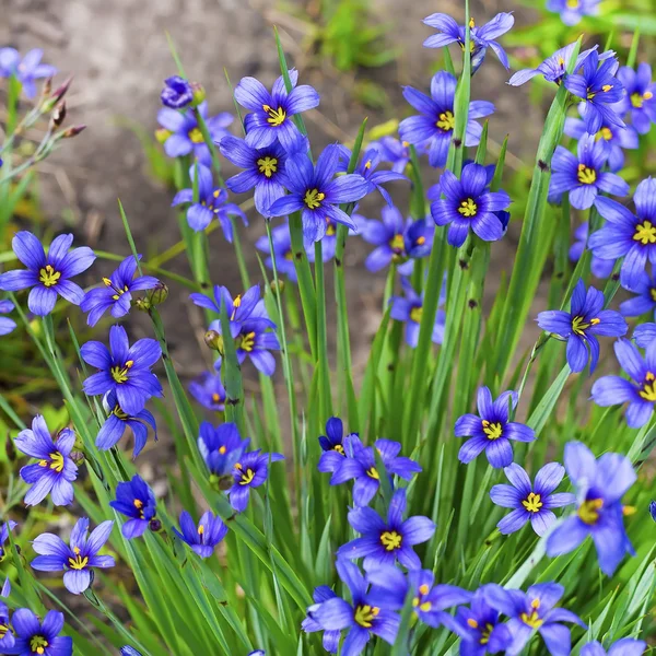 Çiçek açan Sisirinhium iğde (Latince Sisyrinchium angustifolium)