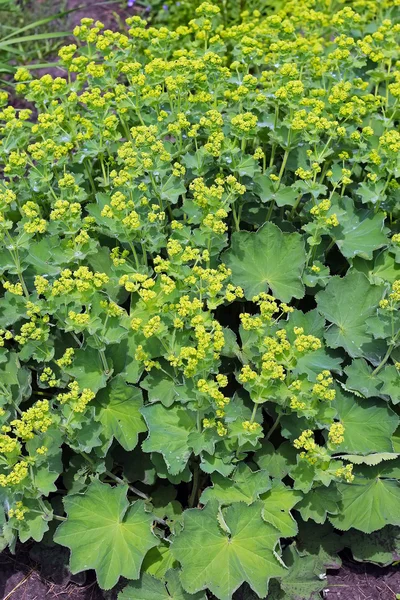 Mandgetka (Alchemilla) — Stock Photo, Image