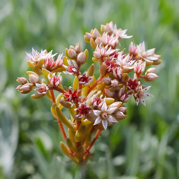 Thin Stonecrop (Sedum Gracile). Flowering plants — Stock Photo, Image