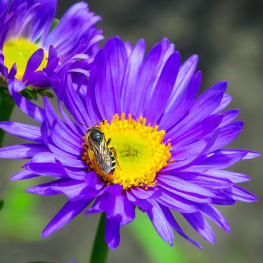 Alp makinası (Aster alpinus)
