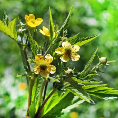 Avens şehir (Geum urbanum)