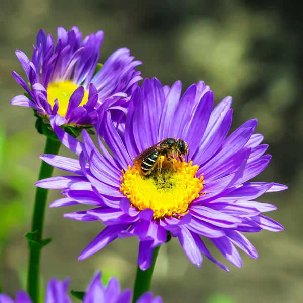 Aster alpino (Aster alpinus)) — Foto de Stock