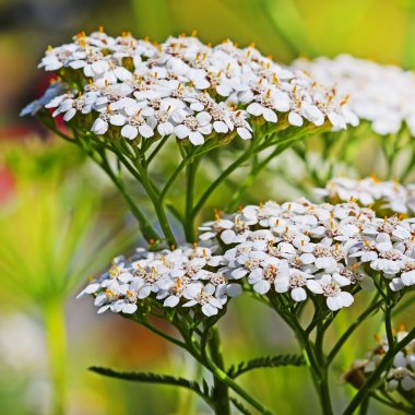 Civanperçemi (Achillea millefolium)