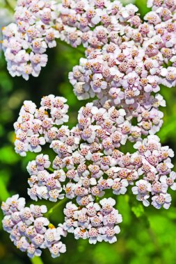 Uyuşturucu yabani bitki Civanperçemi (Achillea millefolium). Çiçekler yakın çekim