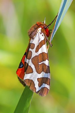 Kelebek Kaya ayı (Arctia caja)