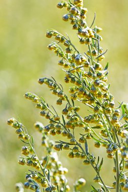 Wild-growing medicinal plant - Artemisia absinthium (Artemisia absinthium). Blooming Bush clipart