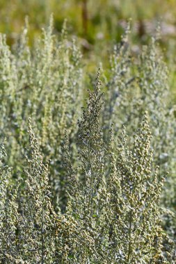 Tıbbi bitki - pelin otu (pelin otu) vahşi büyüyor. Çiçek açan Bush