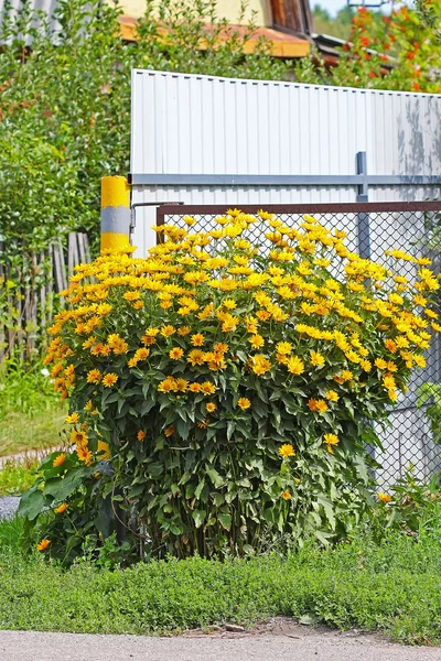 Jerusalem Artichoke Tuber Sunflower Helianthus Tuberosus Flowering Plants — Stock Photo, Image