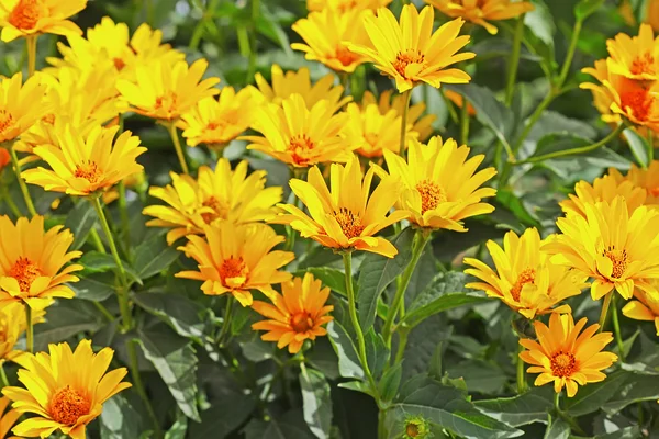 Tubero Topinambur Girasole Helianthus Tuberosus Piante Fiore — Foto Stock